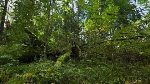 Sunny forest 02 Video stock 95479065