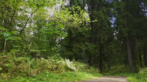 Sunny forest 03 Stock Footage 95477481