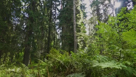 Sunny forest 04 Video stock 95478115
