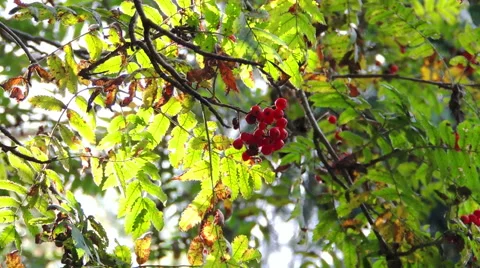 Sunny forest 2 Video stock 42127097