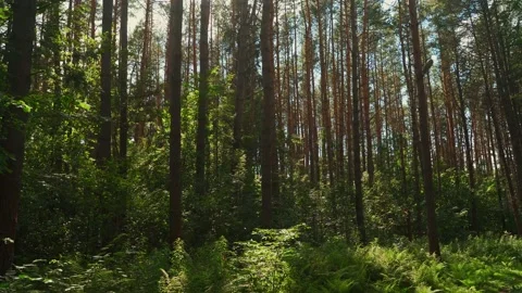 Sunny forest after rain in which pine trees grow Stock Footage 135751098