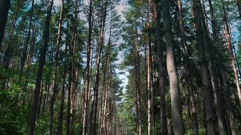 Sunny forest after rain in which pine trees grow Stock Footage 136047707