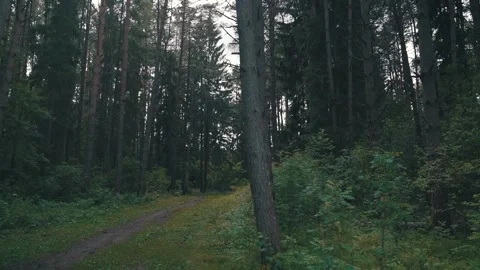Sunny forest after rain in which pine trees grow Stock Footage 137121605