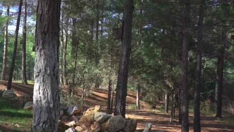 Sunny forest and pine trees slider Stock Footage 109483382