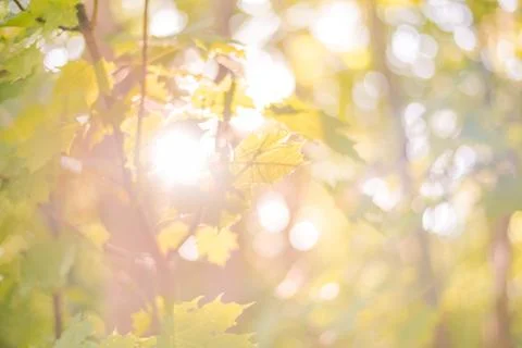 Sunny forest - bright rays of sun and green leaves Stock Photos