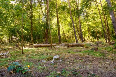 Sunny forest clearing with cut tree logs on the ground among tall trunks an.. Stock Photos
