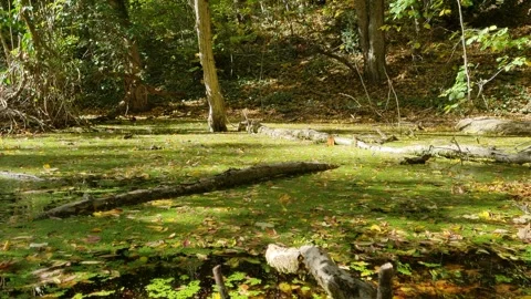 Sunny forest clearing with green moss and fallen tree branches Stock Footage 320521348