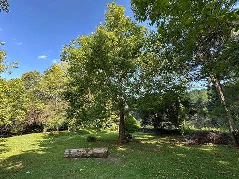 Sunny Forest Clearing with Trees Stock Photos