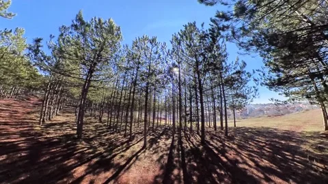 Sunny forest day123 Stock Footage 169636728