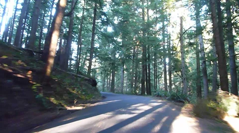 Sunny Forest Drive Stock Footage 34260992