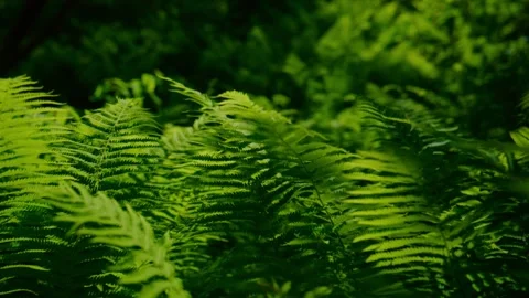 Sunny forest floor covered with ferns Stock Footage 345708652
