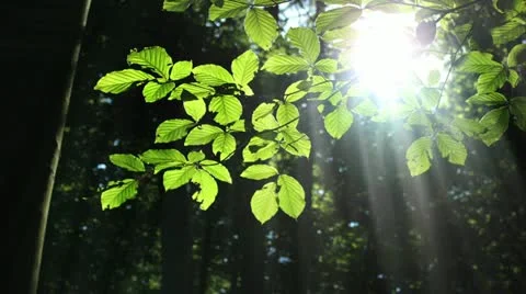 Sunny Forest Stock Footage 20374200