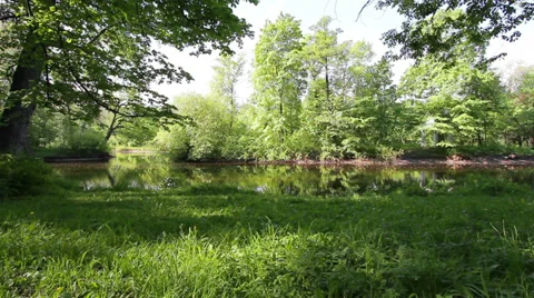 Sunny forest Stock Footage 35624785