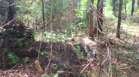 Sunny forest Video stock 42127184