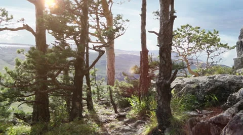 Sunny forest Vídeo Stock 43309403