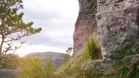 Sunny forest Stock Footage 43309554