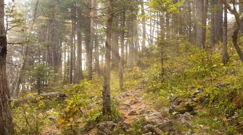 Sunny forest Video stock 43309957