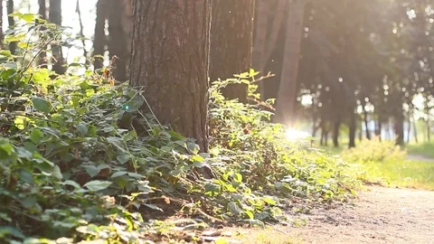 Sunny forest Video stock 95842304