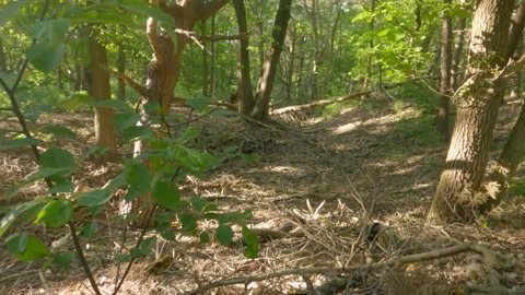 Sunny forest Stock Footage 155024680