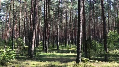 Sunny Forest Stock Footage 165599474