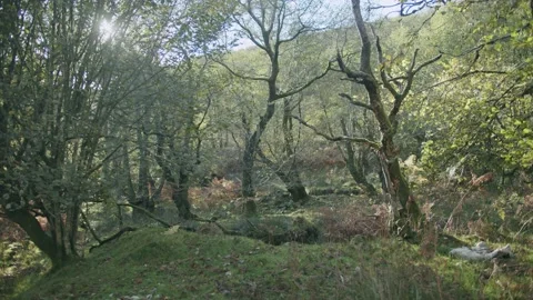 Sunny Forest Stock Footage 203905686
