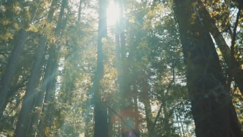 Sunny Forest Video stock 242205593