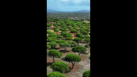 Sunny Forest Stock Footage 280262928