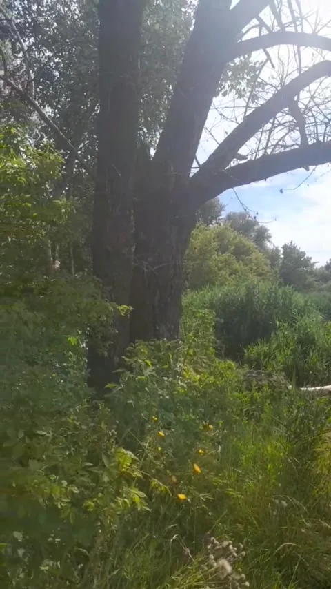 Sunny forest Stock-Footage 312936943