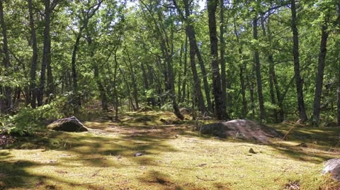 Sunny forest glade Stock Footage 67559046