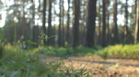 Sunny Forest Jogging Stock Footage 25521885