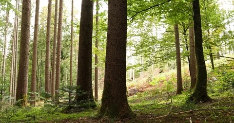Sunny forest landscape Stock-Footage 96113914