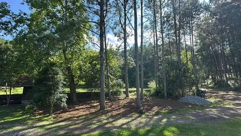 Sunny forest landscape Stock Photos