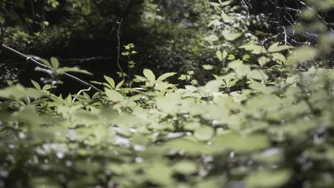 Sunny Forest Leaves 库存影片 86292094