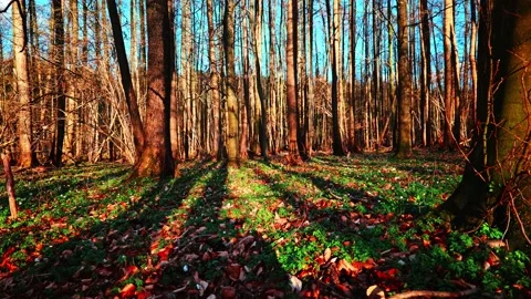 Sunny Forest with Long Tree Shadows Video stock 332651447