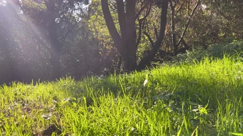 Sunny Forest Meadow Stock Footage 218310198