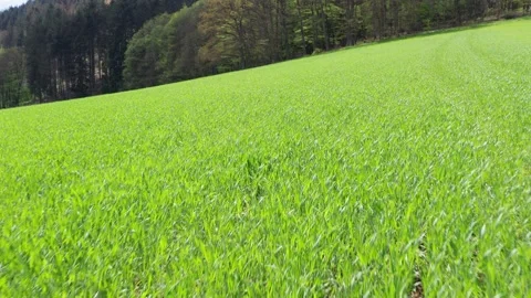A sunny forest meadow at a low angle Stock-Footage 154763882