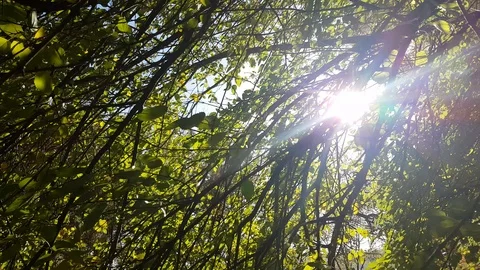 Sunny forest nature trees Stock Footage 89224052