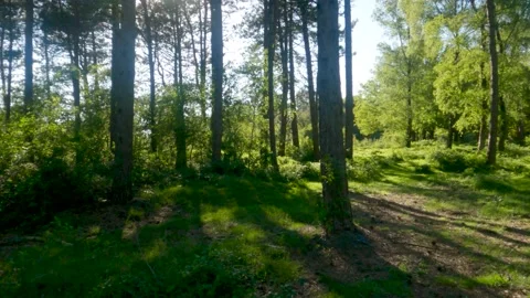 Sunny forest pan with sunlight through the trees Stock Footage 155024713