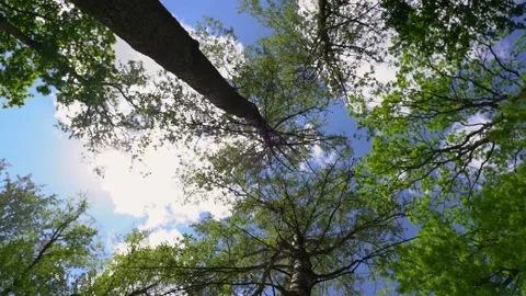 A sunny forest park. High quality FullHD footage Stock Footage 155238464