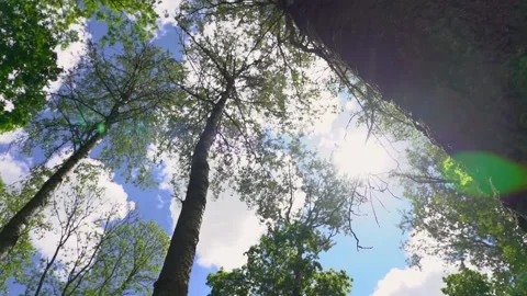 A sunny forest park. High quality FullHD footage Stock Footage 155238491
