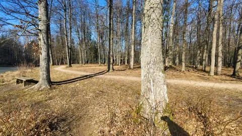 Sunny Forest Path with Bare Trees Stock Photos