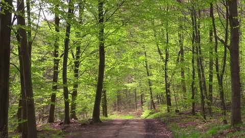 Sunny forest path in a beech forest under canopy of fresh spring beech leaves Video stock 89135579