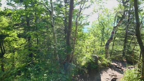 Sunny Forest Path on a Bright Summer Day Stock Footage 325353940