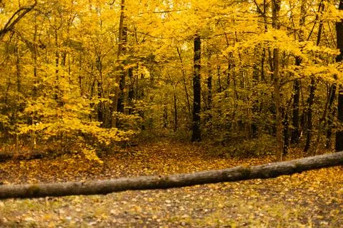 Sunny forest path covered with golden autumn leaves Stock Photos