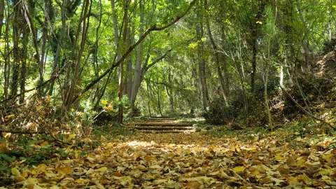Sunny forest path with drone flying through trees Video stock 320335523