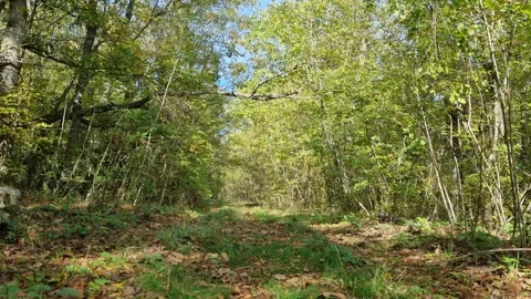 Sunny forest path with green foliage and trees in autumn Video stock 321180906
