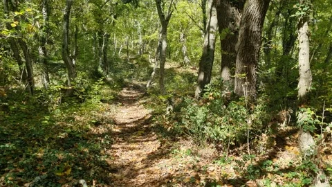 Sunny forest path with green trees and bright morning light Stock Footage 320134041