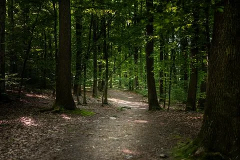 Sunny forest path leading through dense green woods on a spring day Фото