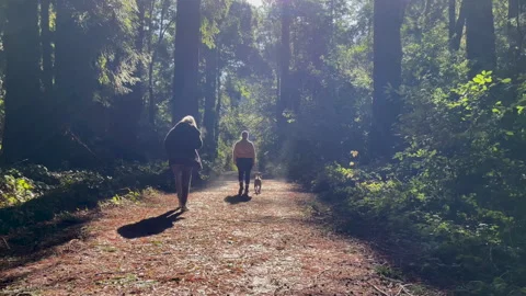 Sunny Forest Path with People and Dog Walking in Nature Stock-Footage 316970853