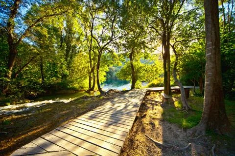 Sunny forest path Stock Photos